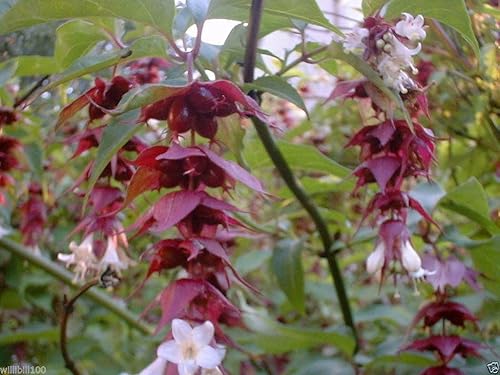 Leycesteria formosa Semillas - Madreselva del Himalaya, nuez moscada floreciente, Shub tropical (300 semillas)