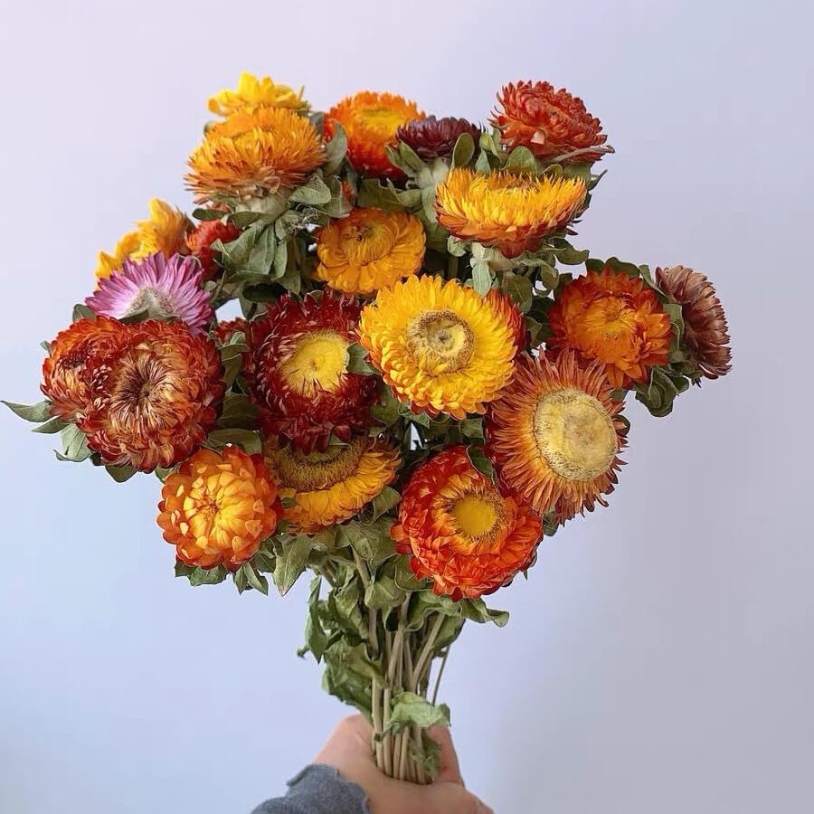 12 piezas ramo de flores secas naturales multicolor miniatura 5