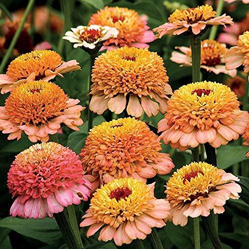 Park Seed Zinnia Seeds Planting Flowers Easy to Grow Non-GMO Perfect for Spring Garden Dreamland Pink Pack of 25 product thumbnail 14