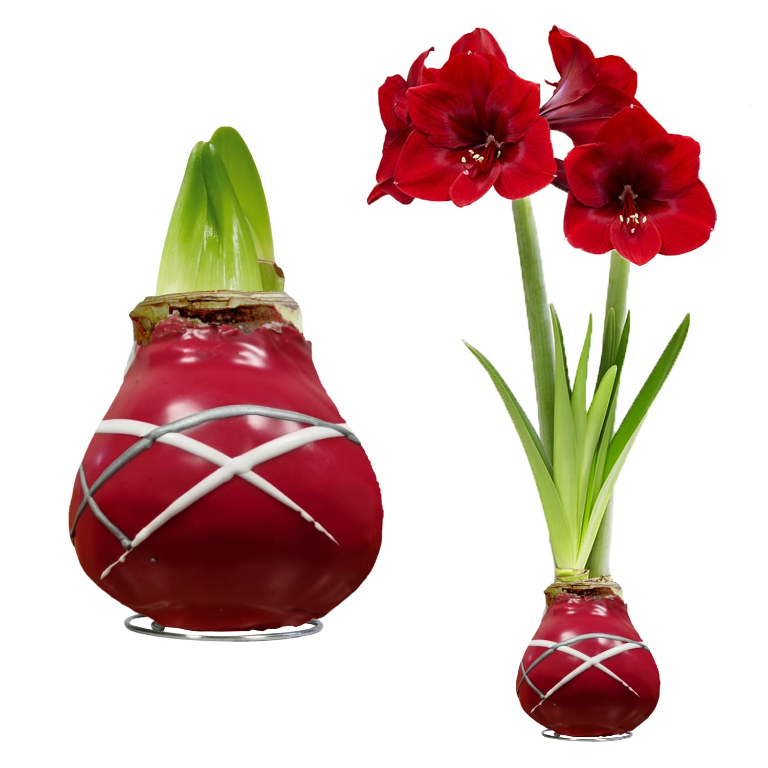 Cera Amaryllis Cipolle Striped Red – Ceramaryllis 28/30 grande formato | 2 pezzi | cerato/cera | senza irrigazione | Piante da appartamento olandese – Hippeastrum (senza vetro, vaso e vaso)
