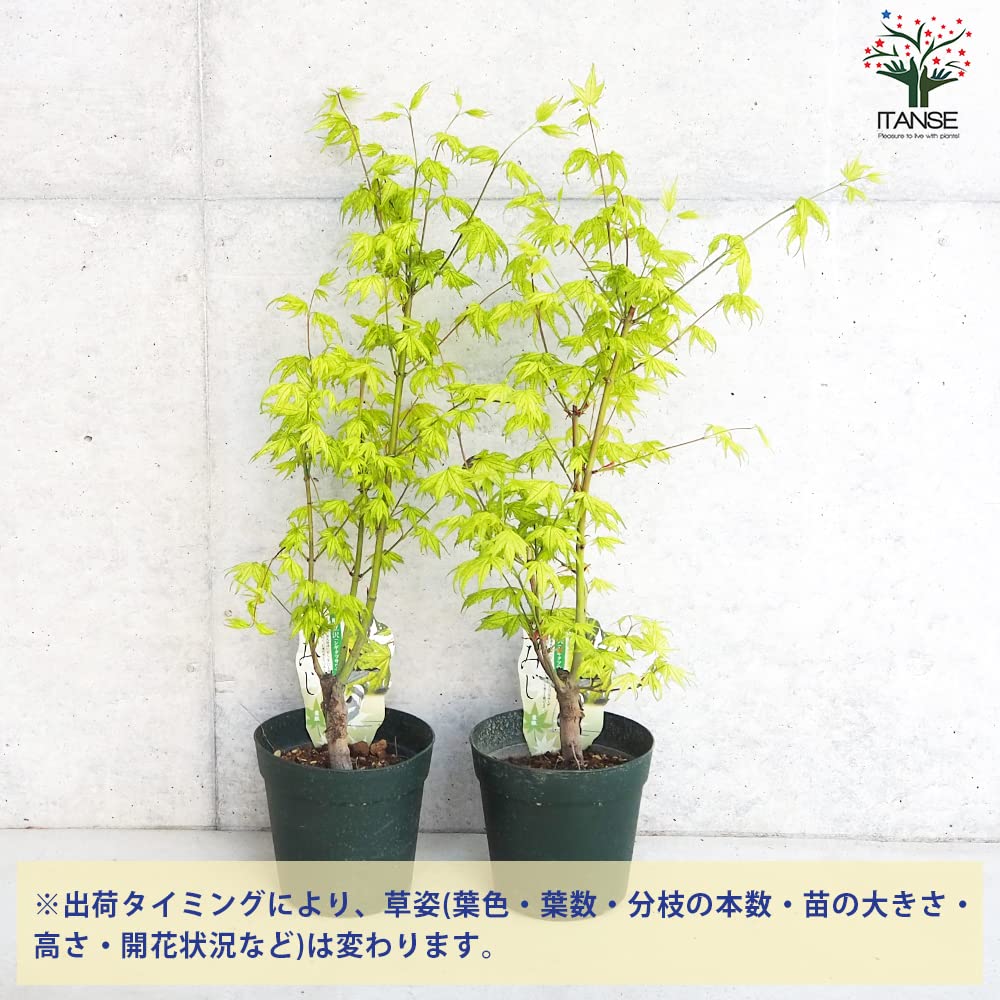 Amazon.co.jp: モミジ(カエデ)の苗木 品種：鴫立沢(シギタツサワ) 接木