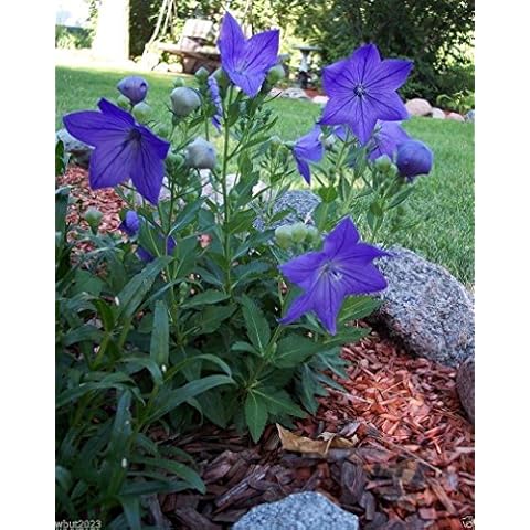 500 Balloon Flowe Seeds- BLUE (Platycodon ) Chinese or Japanese Bell Flower Cover