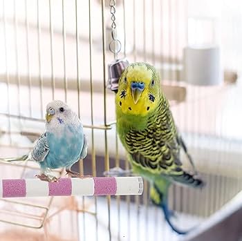 Amazon | DIFEIUKI 鳥 止まり木 2本セット 鳥用パーチ ねじ止め