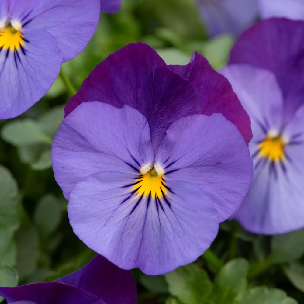 YouGarden Pansy 'Cool Wave Violet Blue', 10 x Garden Ready Plants, Trailing Autumn Spring Colour Bedding
