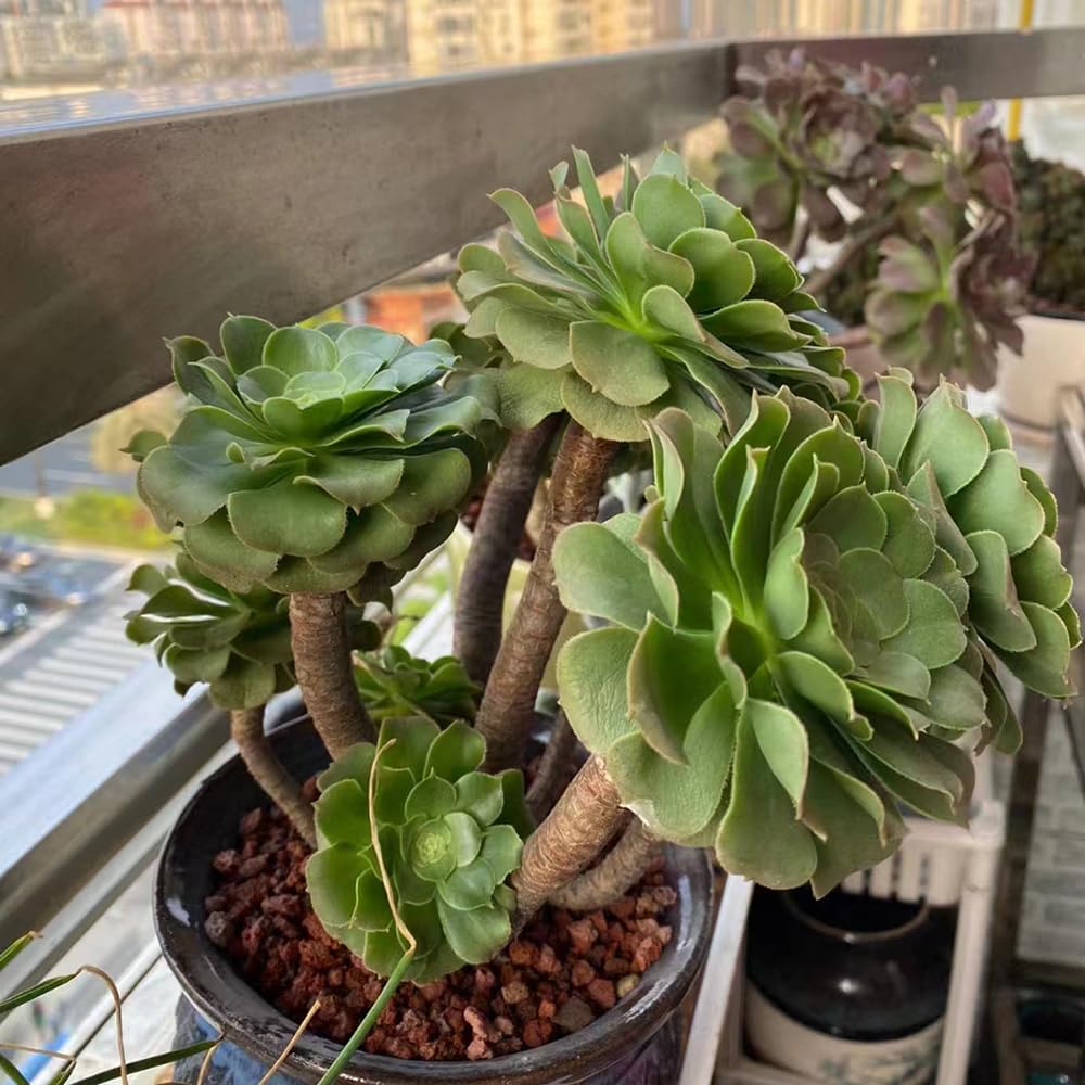 peperomia caperata variegata Live Peperomia Caperata 'Abricos'