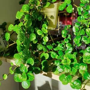 5+ Swedish Ivy Cuttings – Creeping Charlie (Plectranthus Australis) Live Easy Houseplant