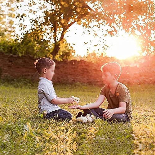 Mini Digital Egg Incubator Automatische ei Draaien Temperatuurregeling, 7 Eggs Poultry Hatcher voor kippen Eenden vogels… - Afbeelding 8