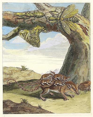Peinture murale Rat des bois de Maria Sibylla Merian pour salon moderne