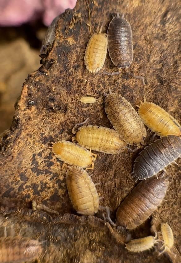 Miniatura 2 de Porcellio Scaber Lemonade Isopods 10 unidades Roly Poly Animal Insectos Equipo de Limpieza para Terrario, Reptil Alimento para Mascotas