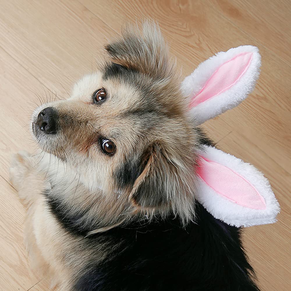UOPJDD 1 Morceau De Bandeau d'oreille De Lapin, 1 Morceau De Dents De Lapin Et 1 Morceau De Queue De Lapin, des Fournitures d'action d'animaux, des Accessoires De Vêtements De Fête