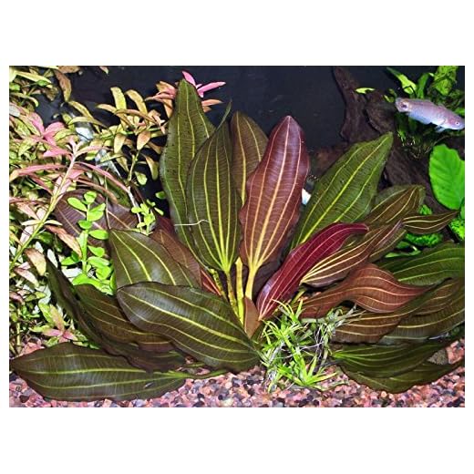 Potted Melon Sword - Beginner Tropical Live Aquarium Plant