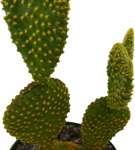 Miniatura 4 de BubbleBlooms Oreja de conejito cacto de pera tuna en una olla de 4 pulgadas Opuntia amarilla Microsdasys