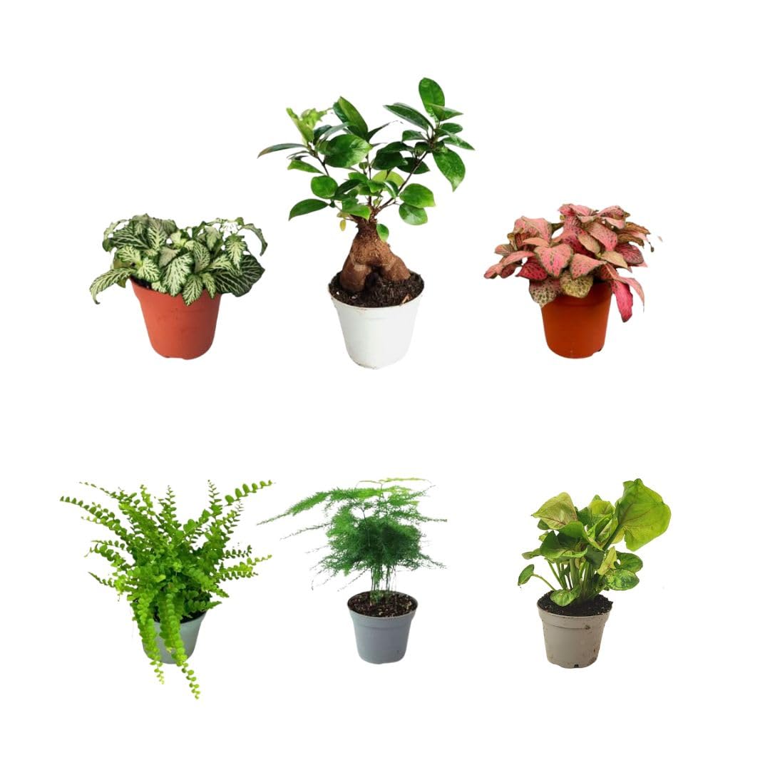 Kit 6 plants verts pour Terrarium Fai-da-Te | Fittonia Rouge et Blanc, Fougère, Lierre, Mini Calathea | Plantes Vives d'intérieur (Avec Bonsai Mini)
