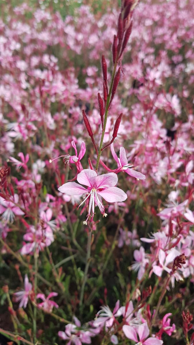 Gaura lindheimeri 'Siskiyou pink' Vivace 3-4 litres