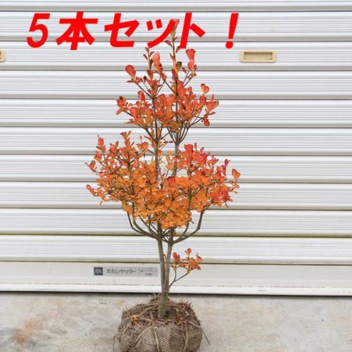 Amazon 庭木 ドウダンツツジ どうだんつつじ H 50 60cm 5本セット 佐川急便発送 植木