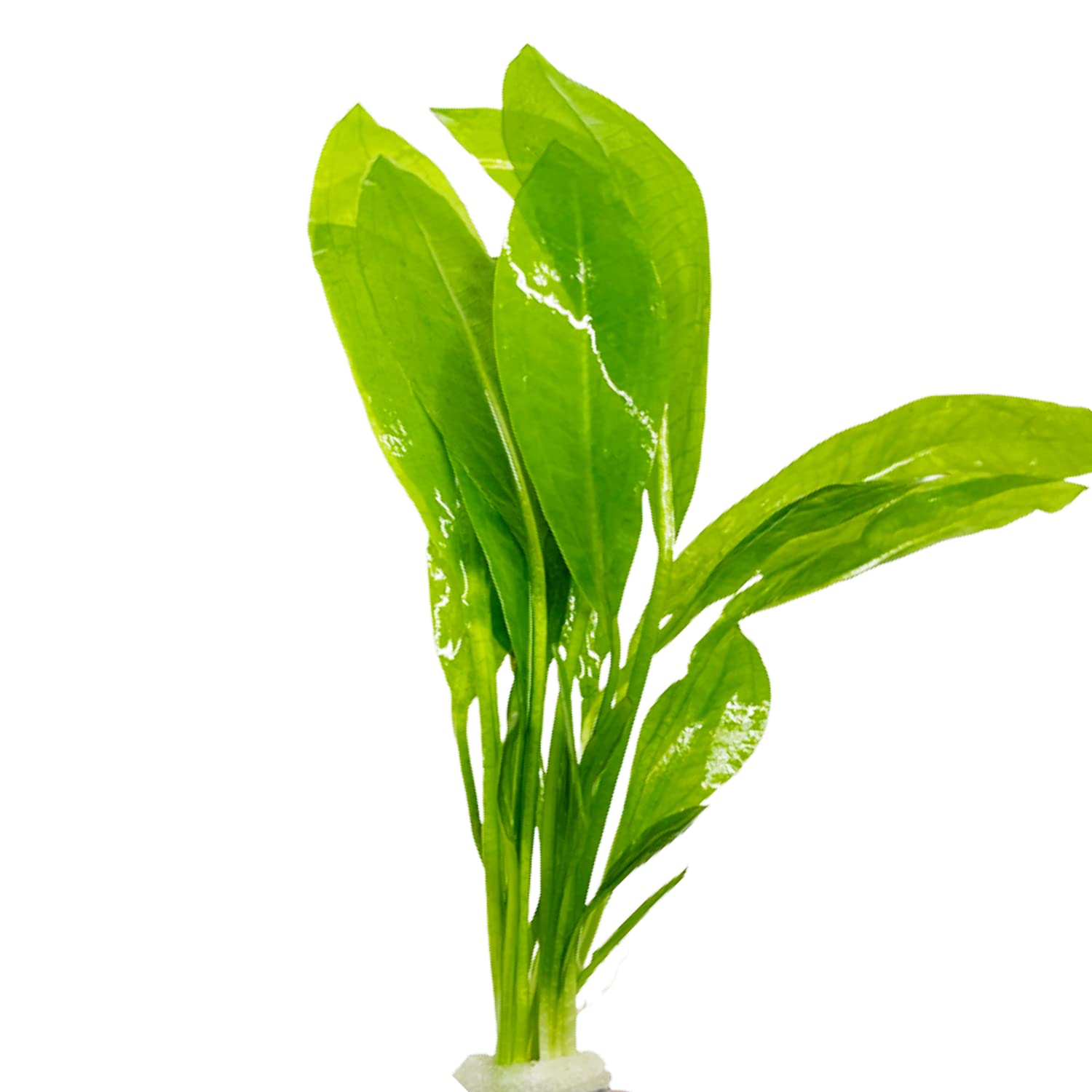 Amazon Sword Echinodorus Bleheri Bundle Live Aquarium Plant Decorations BUY2GET1FREE