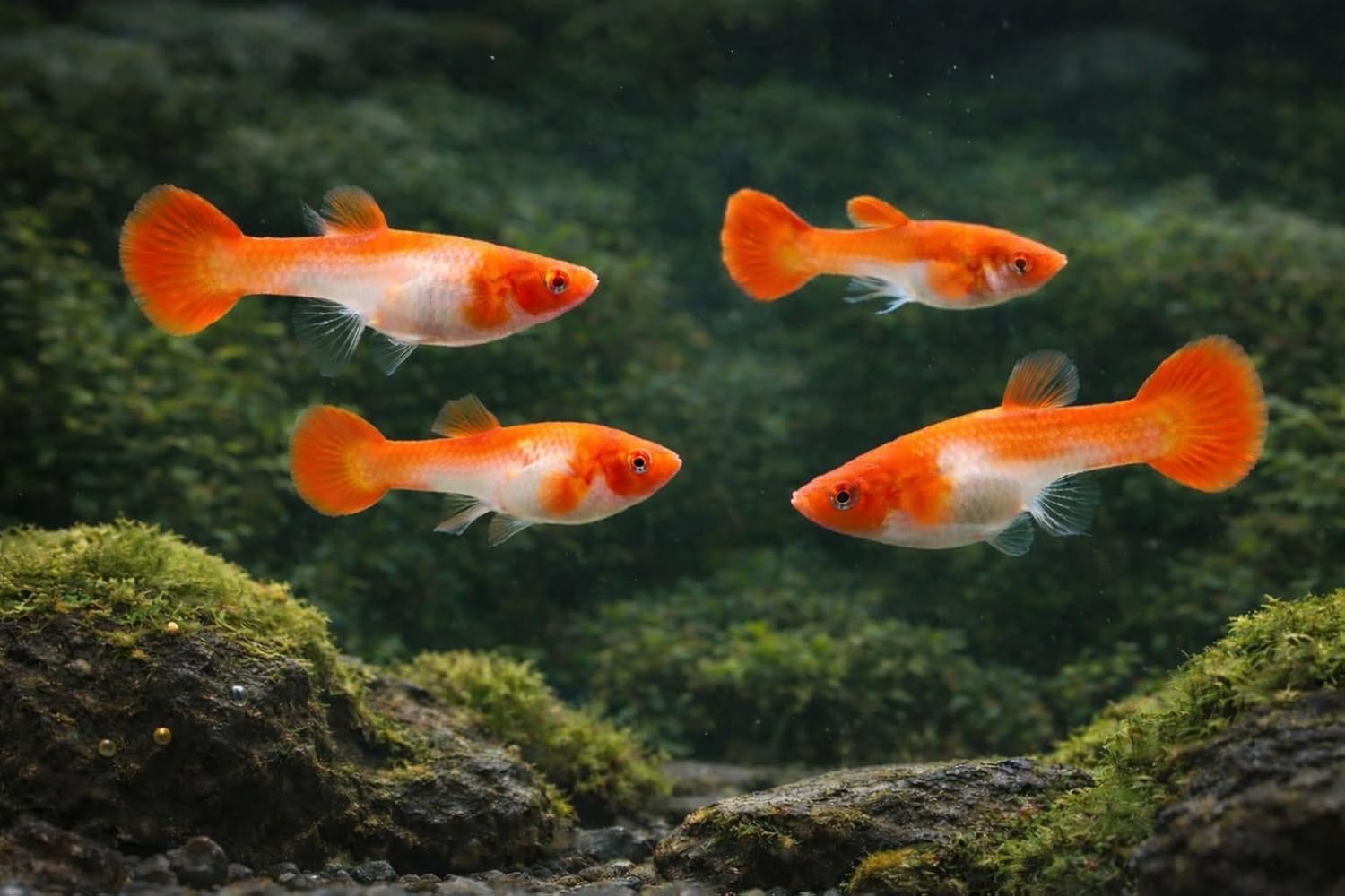 4+ Count Premium Albino Koi Red Ear Guppy Fish – Colorful Live Freshwater Guppies for Aquariums, Community Tanks & Planted Tanks – 3–4 Inch Tropical Fish