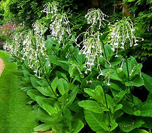Vsorce4u 7500 x Woods Lands - Seeds - Nicotiana Sylvestris - Annual Flower for Planting Garden Yard Patio