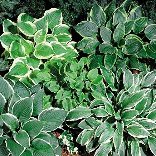 Best Border Plants for Shade That Will Transform Your Garden 5 Outsidepride Hosta American Seeds - 50 Pcs. Perennial, Easy to Grow & Low Maintenance, Flower Seeds for Planting Vibrant Shade-Loving Mixed Foliage for Garden Beds, Borders, & Container Displays