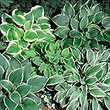 Outsidepride Hosta Plant Seed Americans - 50 Seeds