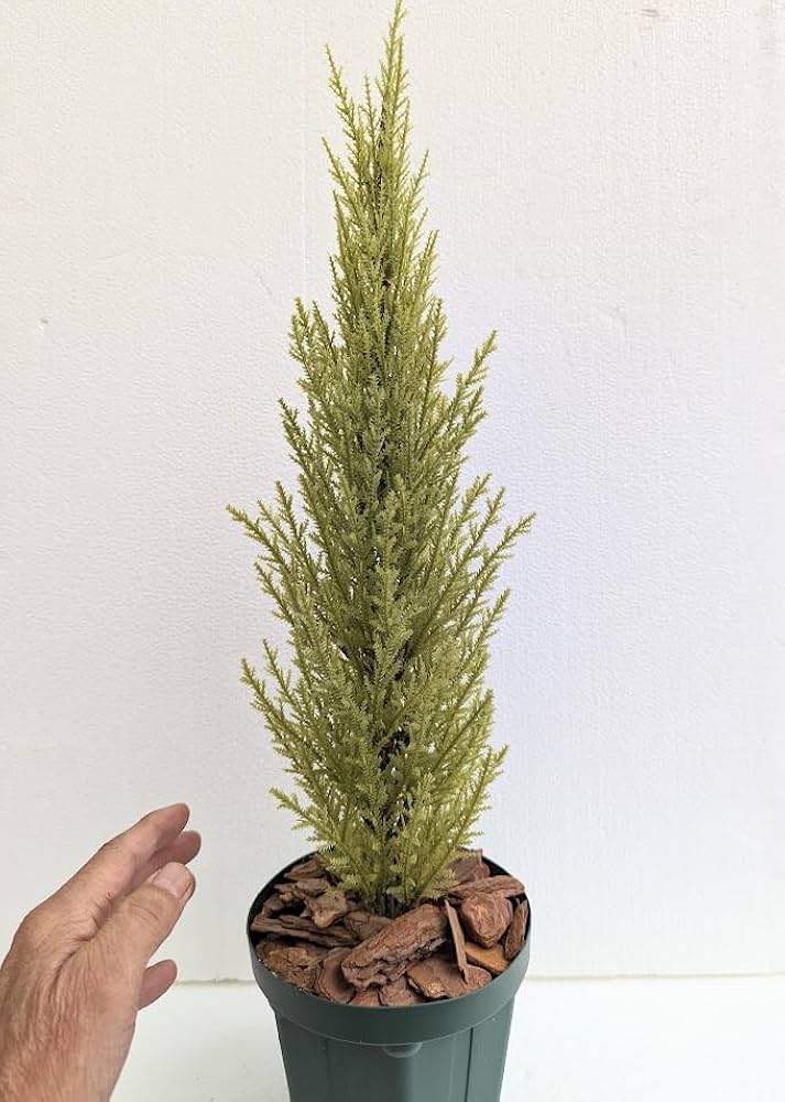 光触媒　人工観葉植物　ウォールグリーン　フェイクグリーン　ゴールドクレスト@gj 光触媒 人工観葉植物 ウォールグリーン フェイクグリーン