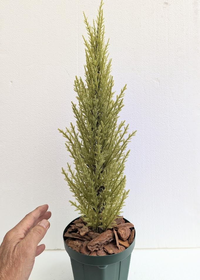 光触媒　人工観葉植物　ウォールグリーン　フェイクグリーン　ゴールドクレスト100 Amazon｜人工観葉植物 フェイクグリーン ゴールドクレストミニ