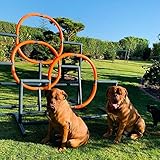 move and stic Gofi Agility Hundewippe wetterfest Hundetraining Hundesport Welpenspielzeug Wippe Dog Trainig - Minka und Fred 6044