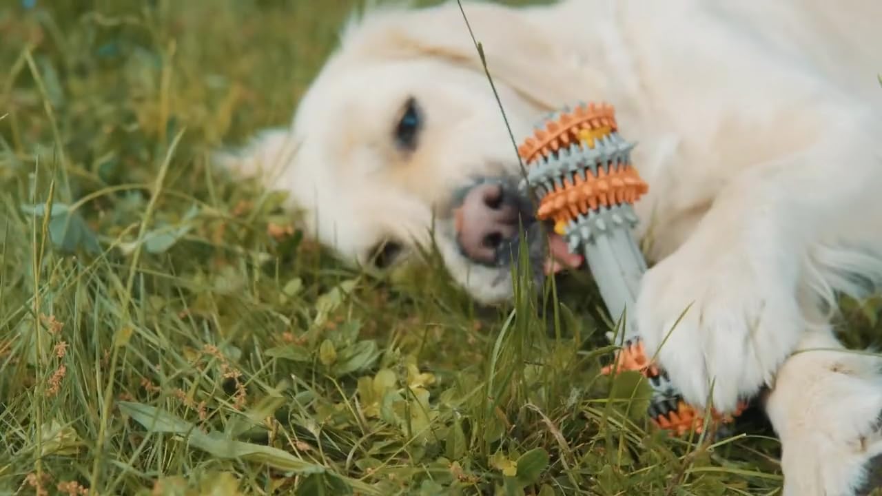 Juguete masticable de goma, juguete de limpieza bucal para perros, juguete de dentición, juguete para perros
