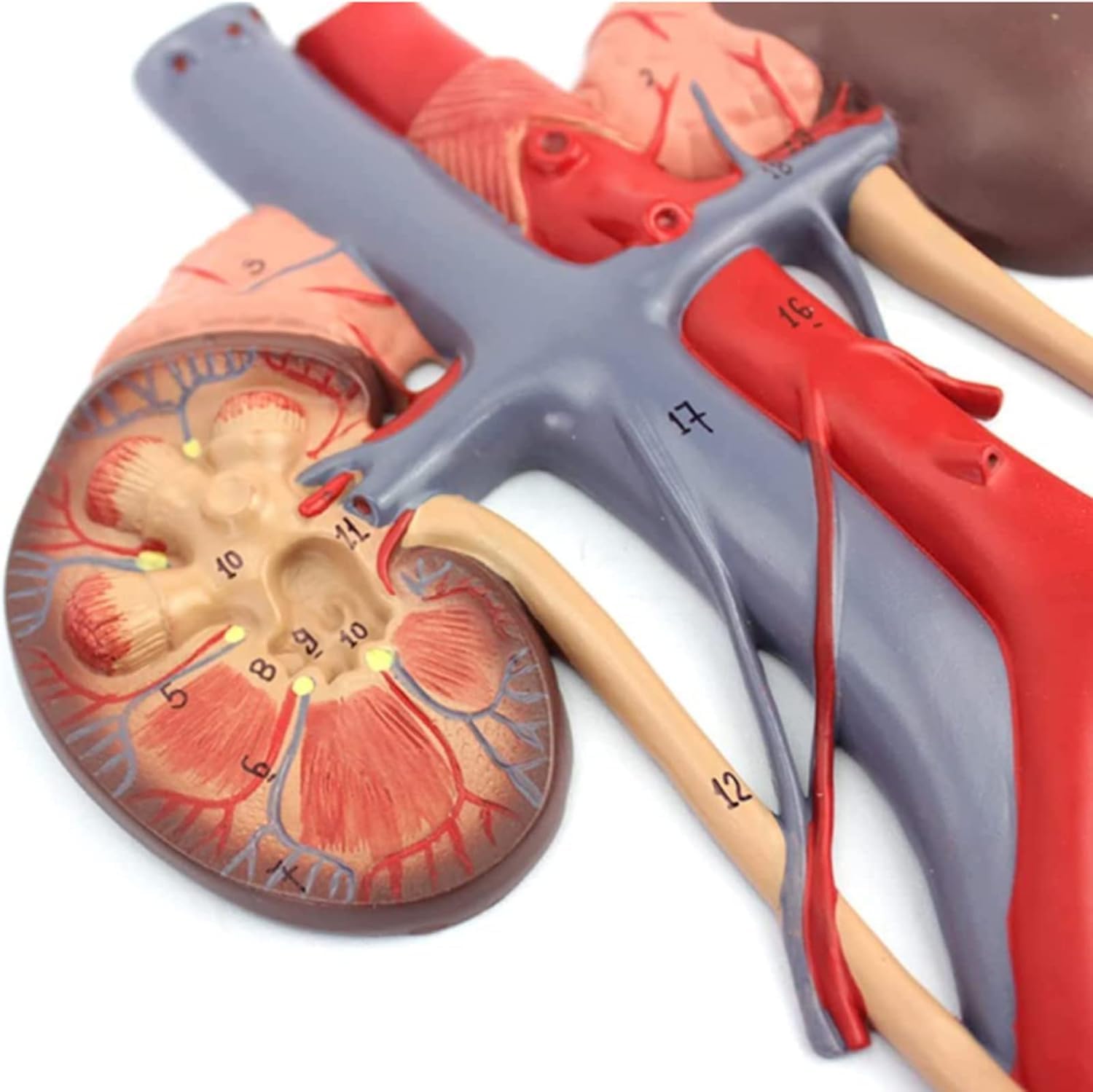 Libro di Testo Scientifico del Pacchetto di Insegnamento per Il Modello Urogenico Maschile E Il Modello Anatomico Medico Femminile