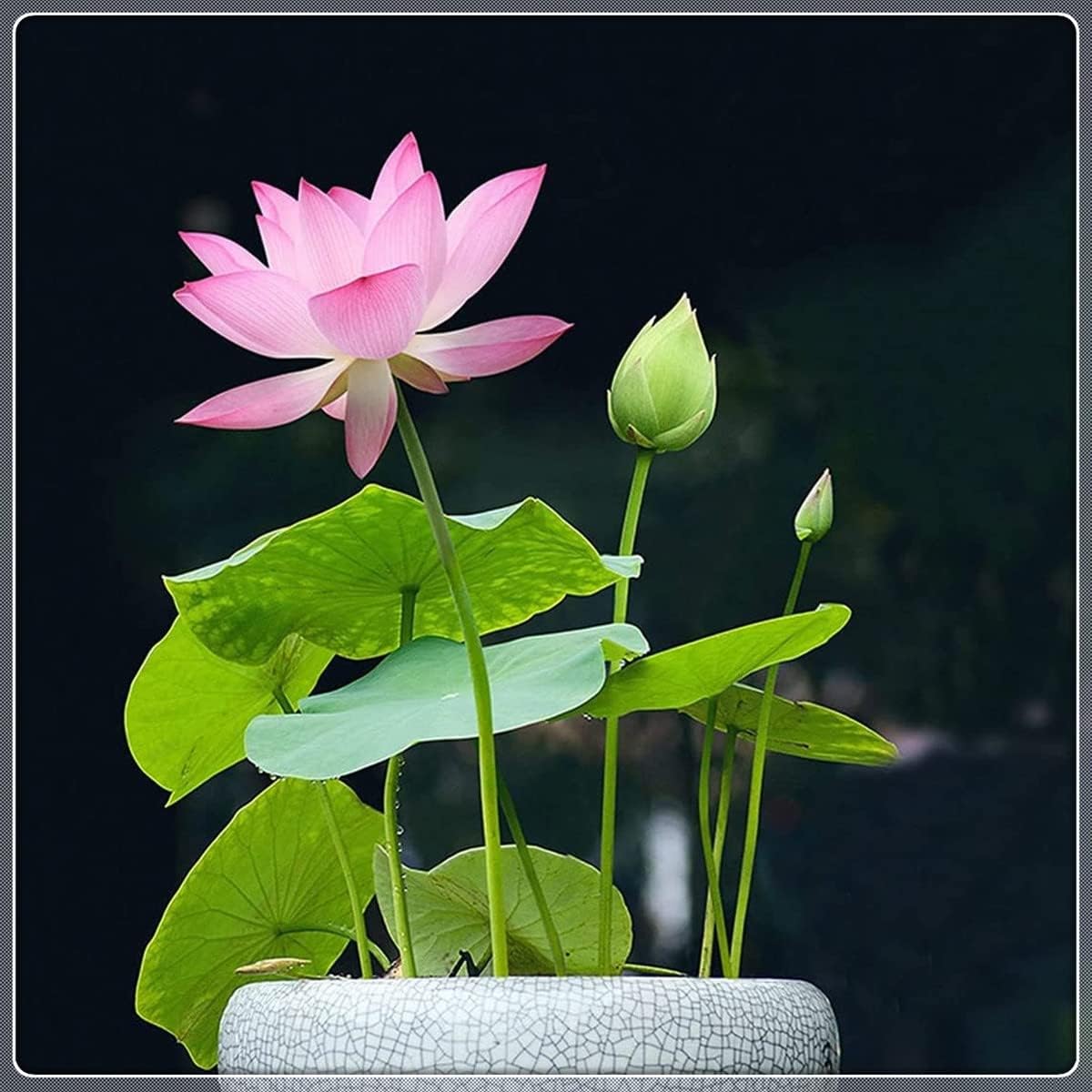 Semillas de loto, planta bonsái, jardín interior ornamental, purifica el agua y el aire-3 PCS,a
