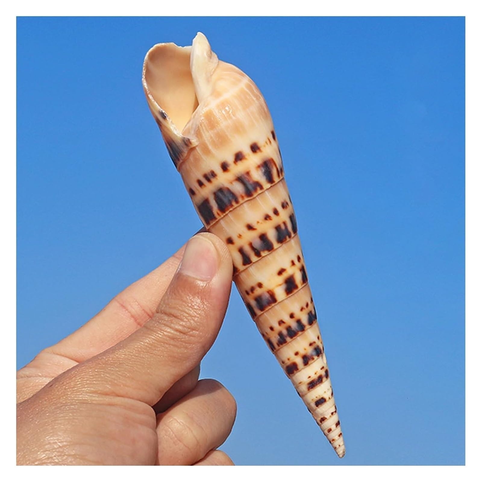 YKMYXZ shells， Yellow Rare Shells, Ocean Conch 10~12 Cm Seashells Perfect for Theme Party