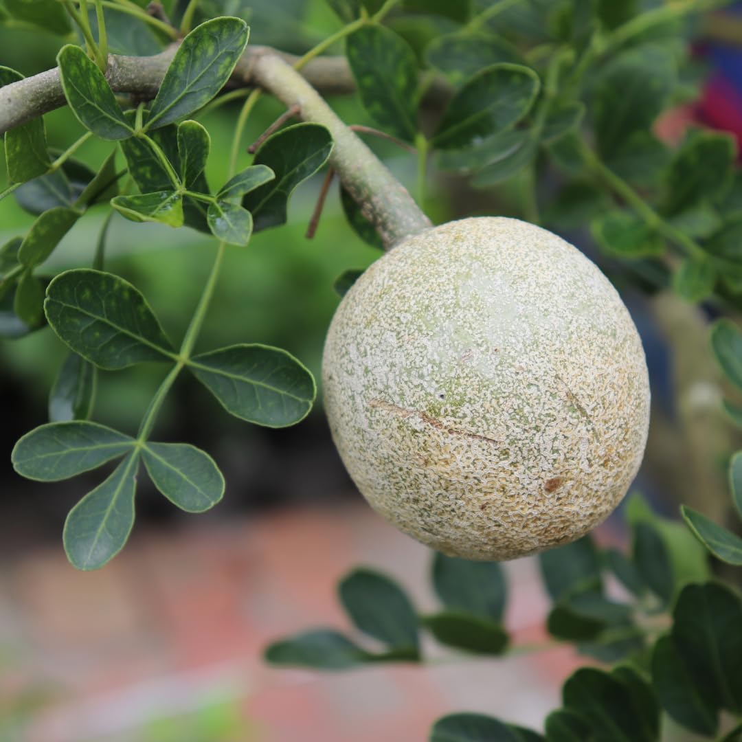 M-Tech Gardens Rare Wood Apple/Bel Fruit Plant (Limonia acidissima, Hybrid) Exotic 2 Live Fruit Plants