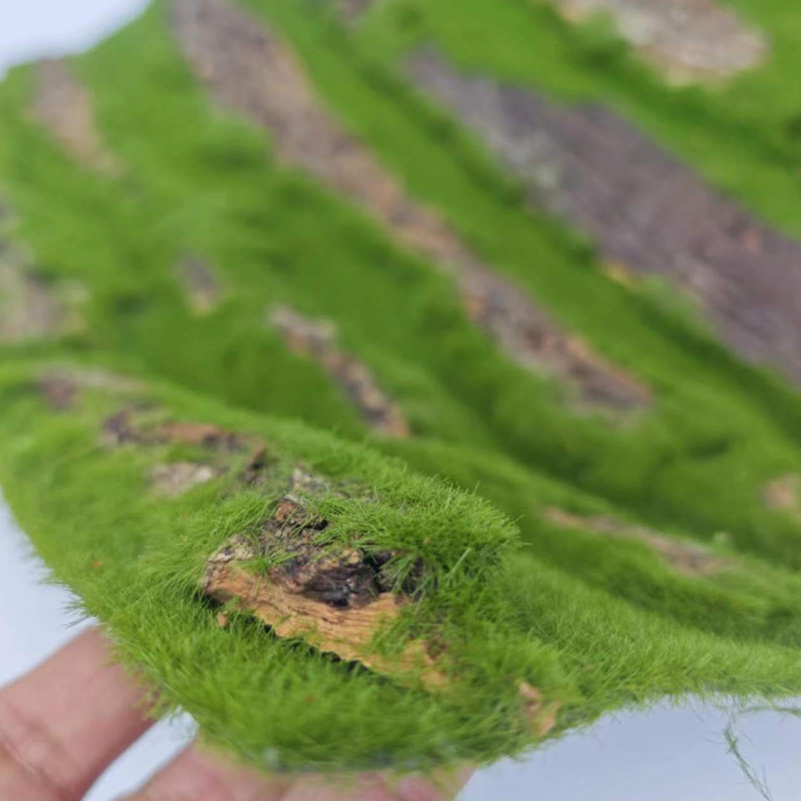 Antecedentes de Corcho para Terrario - Decoración de viviendas de Reptiles | Fondo de Corteza con Espuma Artificial, Accesorio Natural para, Serpiente, camaleón, Gecko, dragón Barbudo y anfibi