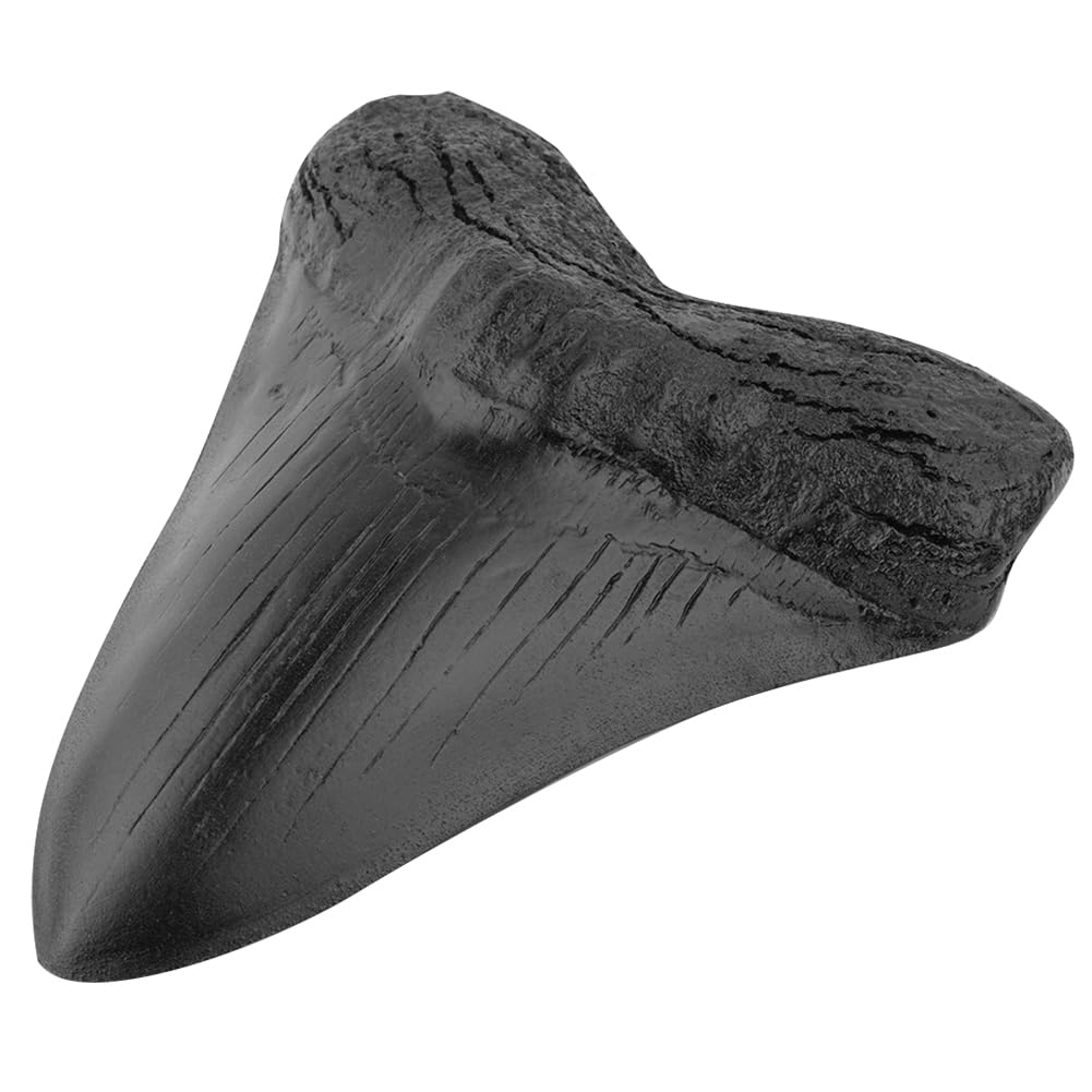 Denti di Squalo da 5 Pollici Modello Dente Megalodonte Gigante Facile da Pulire Decorazione Domestica Denti di Squalo Nero Biologia Marina Fossile Oggetti di Scena for Bambini