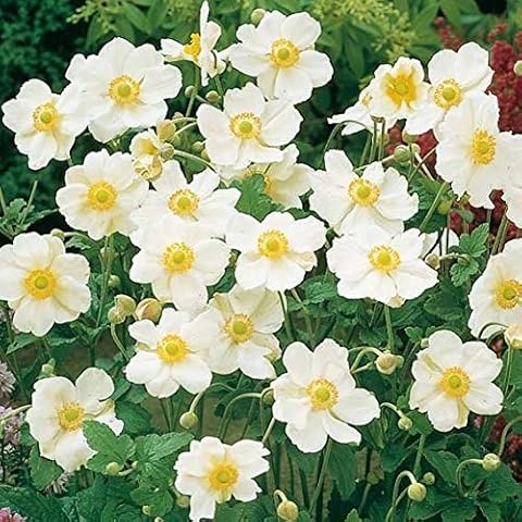 Ultrey Seed House - 50 pcs Autumn Anemone Seeds Rare Flower Seeds Anemone with Large, Cup-Shaped Flowers. Blooms to The Frost Perennial for Garden Balcony/Terrace Cover