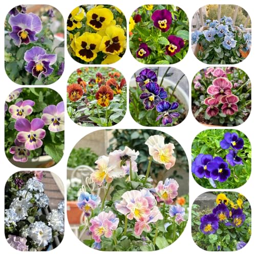 Semillas de pensamiento, interior de exterior de primavera de jardin, perennes y resistentes. 400pcs