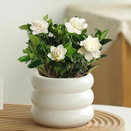 Miniatura 4 de Maceta de Cerámica para Interiores, Maceta de Flores de 6.5 Pulgadas con Orificio de Drenaje, Maceta de Cerámica con Diseño de Burbujas Escalonadas