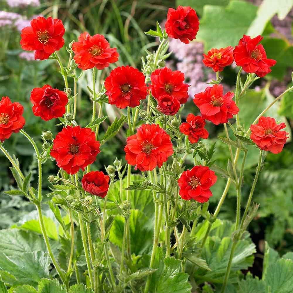 Stauden Gänge 10 x Geum chiloense 'Mrs Bradshaw winterhart