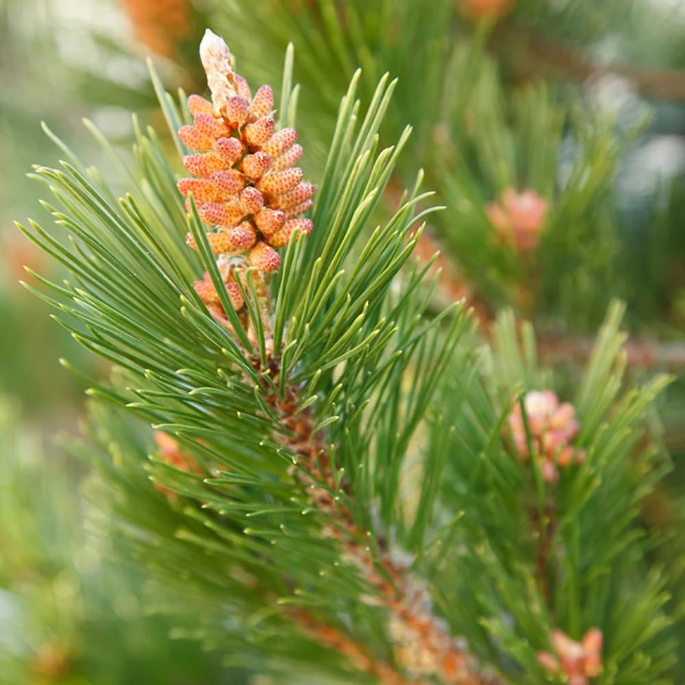 Aromatics International Premium Organic Norway Pine Essential Oil 18ml | 100% Pure Essential Oil for Diffusion & Aromatherapy