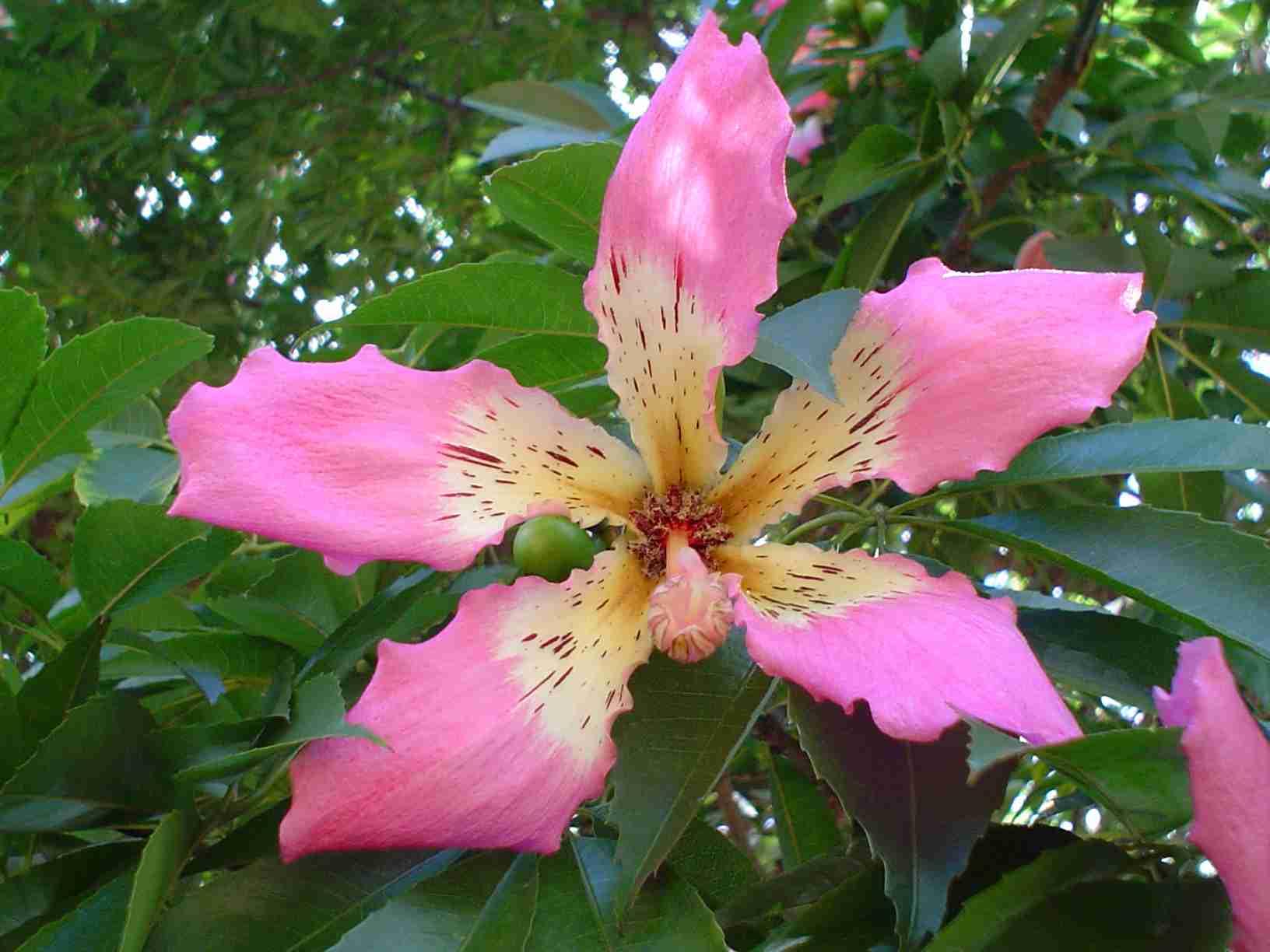 Pianta di Ceiba Speciosa, Albero Bottiglia, Bottle tree. H140cm, vaso 18 (Chorisia speciosa), tronco senza spine.