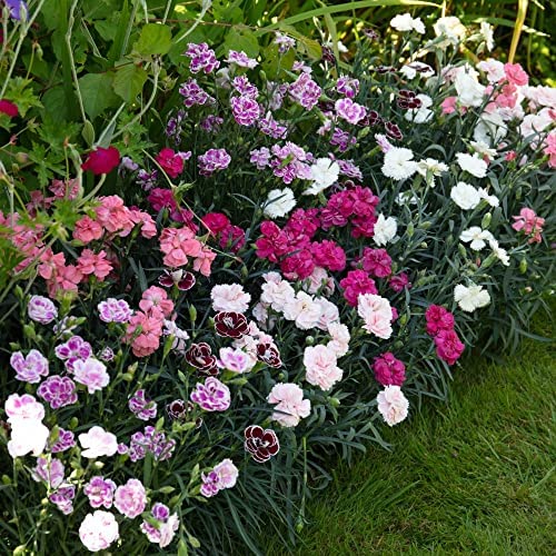 Hardy Perennial Dianthus Garden Pleasures Collection Long Flowering Top Performers Easy to Grow 1 x 10 Postiplugs by Thompson and Morgan