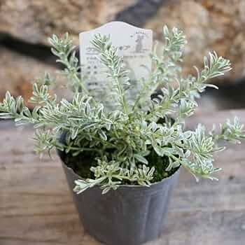 ウエストリンギア　/ 627 楽天市場】ウエストリンギア 緑葉白花 5号ポット苗