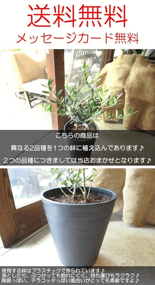 斑入りオリーブ　鉢物 小倉園 オリーブ・シプレッシーノ 6号鉢 オリーブの木 鉢植え