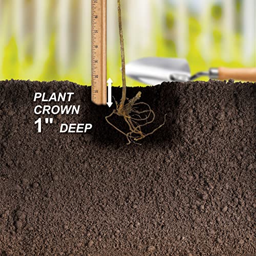 Bushel And Berry Blueberry Jelly Bean Plant Bare Root, Non-Gmo (Bag Of 1) #TOP5