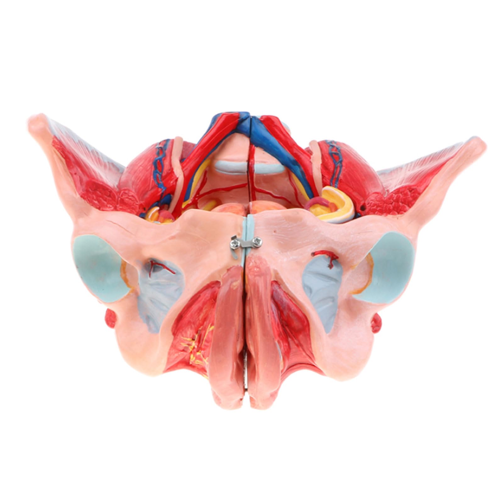 YNIYUJKL Nature Anatomy Models Of The Female Basin, Vessels, Ligaments, Muscles, Nerves With Removable Organs, Model For Education, Laboratory Supplies