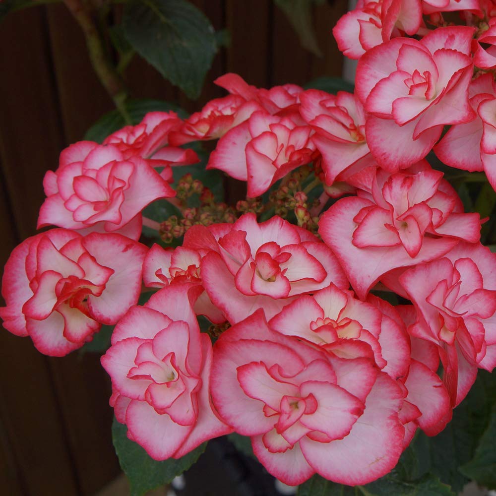 ☆hydrangea☆さま 専用です Amazon.co.jp: Yurika Pink, Sakamoto Gardening, Master