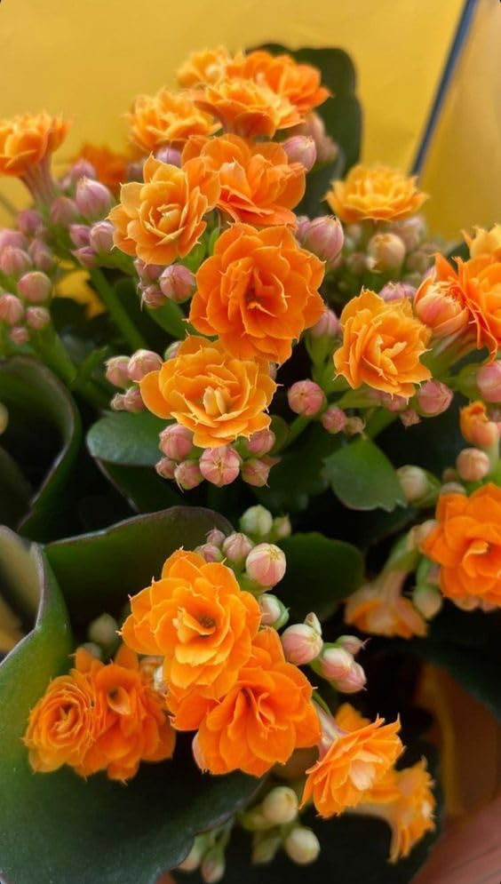 Kalkiplantation Kalanchoe Double Live Flower Plant with Beautiful Black Pot, Healthy Live Plant (Pack of 1) (Orange)-image-3