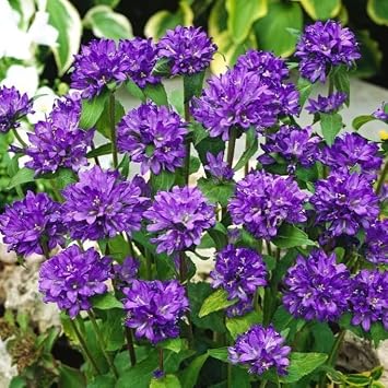 1500 Cluster Bellflower Superba Odessa Seeds   Campanula glomerata   Purple-Blue Clustered Flowers, 50 cm Hardy Perennial   Flower Seeds with Free Plant Tag