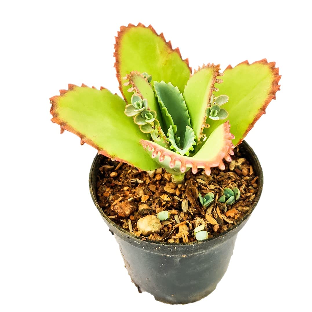 Plantshive - Kalanchoe laetivirens, Mother of Thousands, Medicinal plant 3”pot,Black(PH1159) (B09C4337Y8) Amazon Price History, Amazon Price Tracker