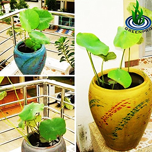 Live Aquatic Plant Nymphaea King Of Blue Siam Tropical Water Lilies Tuber For Aquarium Freshwater Fish Pond Decorations By Greenpro #TOP3